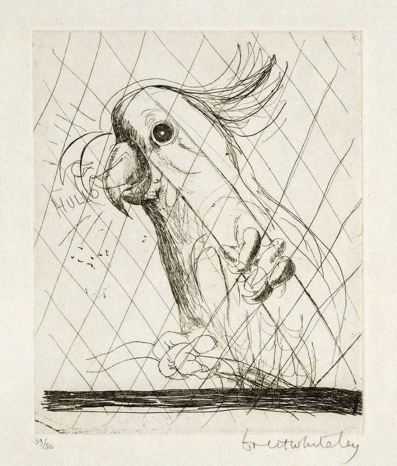 Hullo (Cockatoo) ed. 59/80