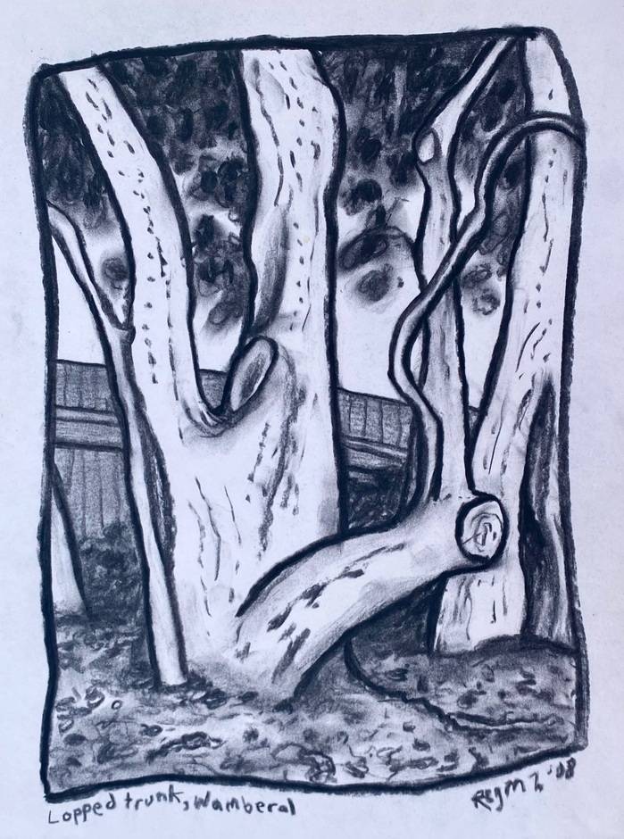 Lopped trunk, Wamberal