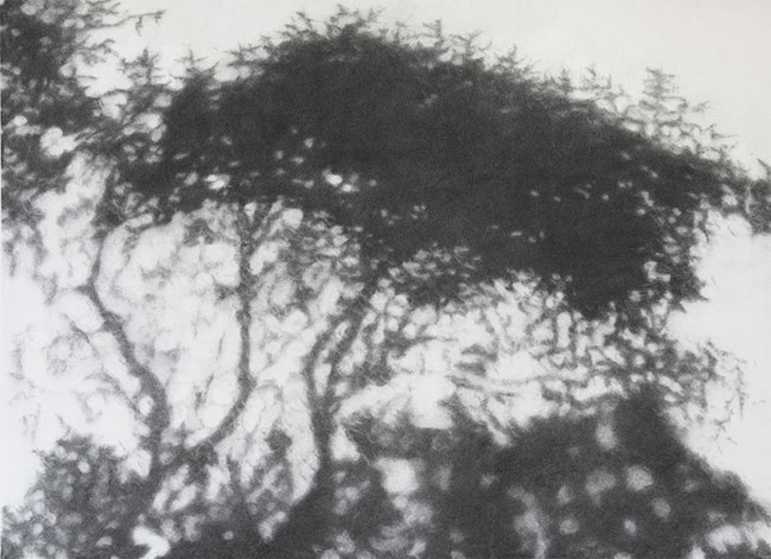 Hopkins River Shadow #2, 2016