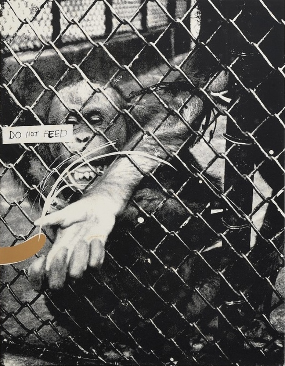 Swinging Monkey 2 (Regents Park Zoo Series)